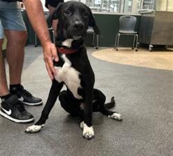 Shelter Stray Male Dog last seen , 3201 Lacy St, Los Angeles, CA 90031, USA
