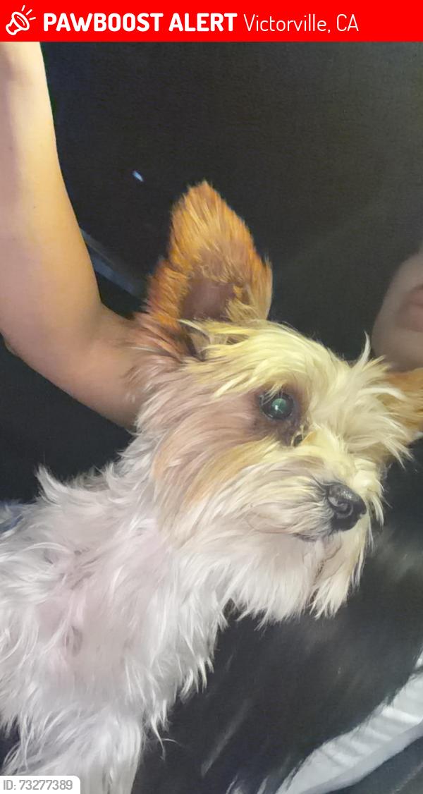Lost Male Dog last seen Maywood St and Luna, Victorville, CA 92392