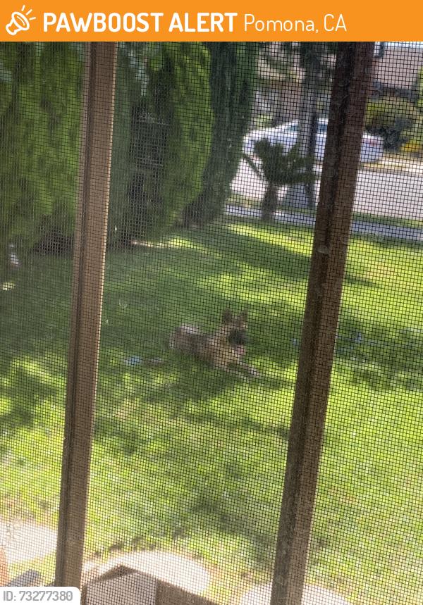 Found/Stray Female Dog last seen E 7th st Pomona ca, Pomona, CA 91766