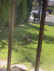 Found/Stray Female Dog last seen E 7th st Pomona ca, Pomona, CA 91766