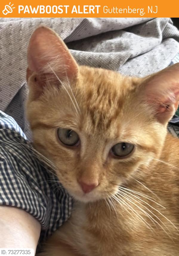Found/Stray Male Cat last seen Near th and 71 st, Guttenberg, NJ 07093