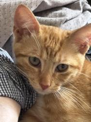 Found/Stray Male Cat last seen Near th and 71 st, Guttenberg, NJ 07093
