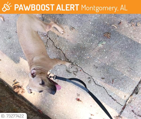 Found/Stray Female Dog last seen Hill st, Montgomery, AL 36104