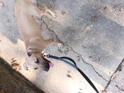 Found/Stray Female Dog last seen Hill st, Montgomery, AL 36104