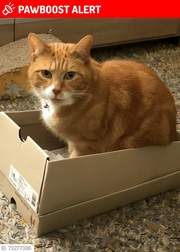 Lost Male Cat last seen Back garden in Esslemont Rd, Portsmouth, England PO4 0ES
