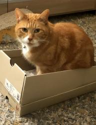 Lost Male Cat last seen Back garden in Esslemont Rd, Portsmouth, England PO4 0ES