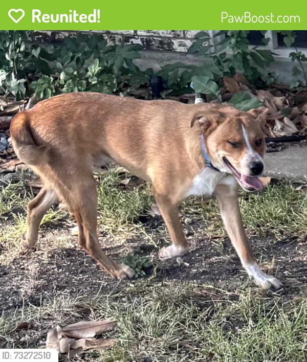 Reunited Male Dog last seen Everglade & Ashbrook (Buckner Terrace, East Dallas), Dallas, TX 75227
