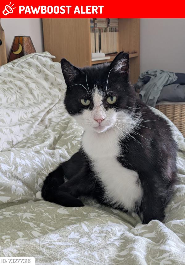 Lost Male Cat last seen Wood View, Croxdale, England DH6 5HZ