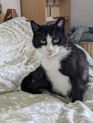 Lost Male Cat last seen Wood View, Croxdale, England DH6 5HZ