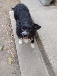 Lost Male Dog last seen Della, Stockton, CA 95205