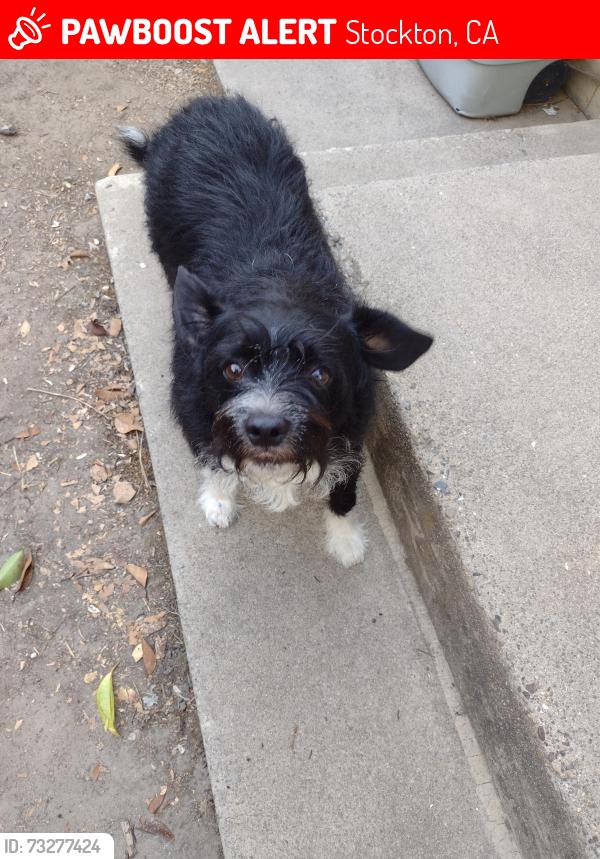 Lost Male Dog last seen Della, Stockton, CA 95205