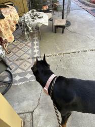 Reunited Female Dog last seen Carolina circle, Stockton, CA 95219