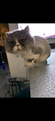 Reunited Female Cat last seen Ave du Terroir, chemin de fer (train), Terrebonne, QC J6W 0A8