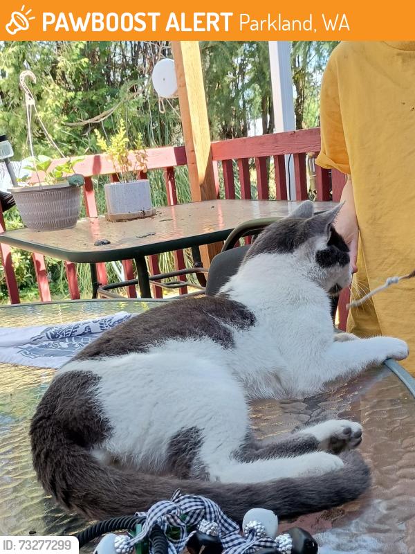 Found/Stray Male Cat last seen 121st St S and Pacific Ave, Parkland, WA 98444