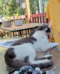Found/Stray Male Cat last seen 121st St S and Pacific Ave, Parkland, WA 98444