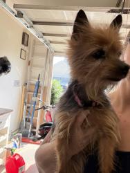 Reunited Female Dog last seen Sweet Shade Way, Greenville, SC 29605
