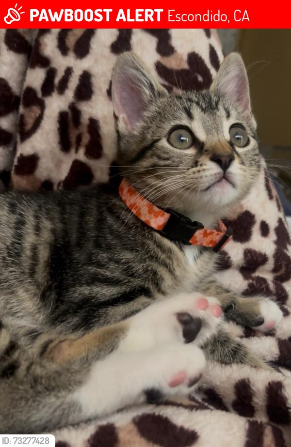 Lost Female Cat last seen Decatur way, Escondido, CA 92046