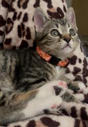 Lost Female Cat last seen Decatur way, Escondido, CA 92046