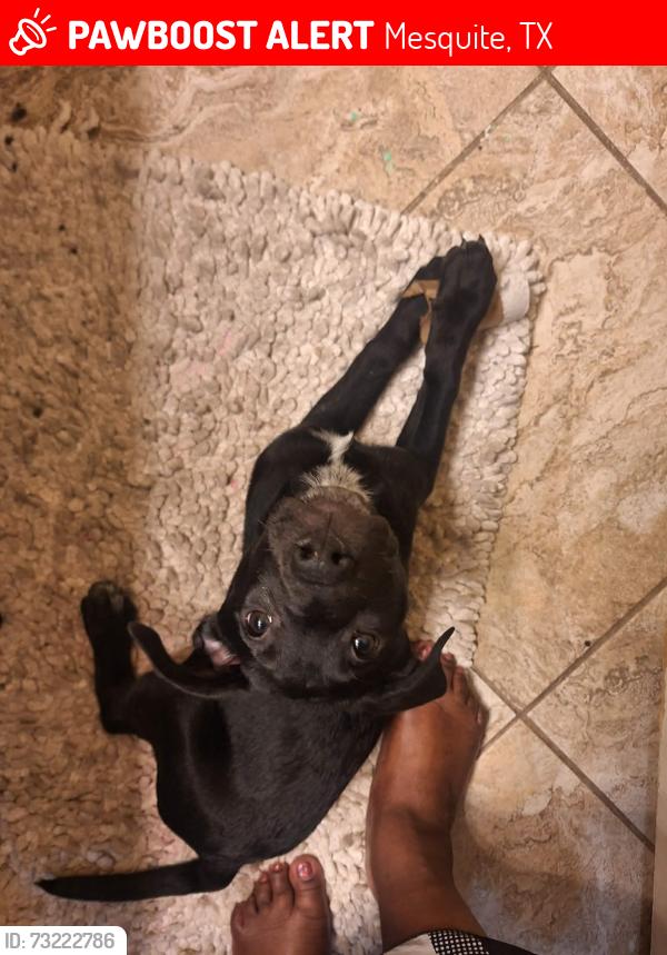 Lost Female Dog last seen Wondering the streets, Mesquite, TX 75181