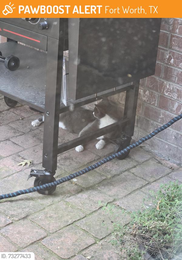 Found/Stray Unknown Cat last seen ENSENADA, Fort Worth, TX 76108
