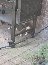 Found/Stray Unknown Cat last seen ENSENADA, Fort Worth, TX 76108
