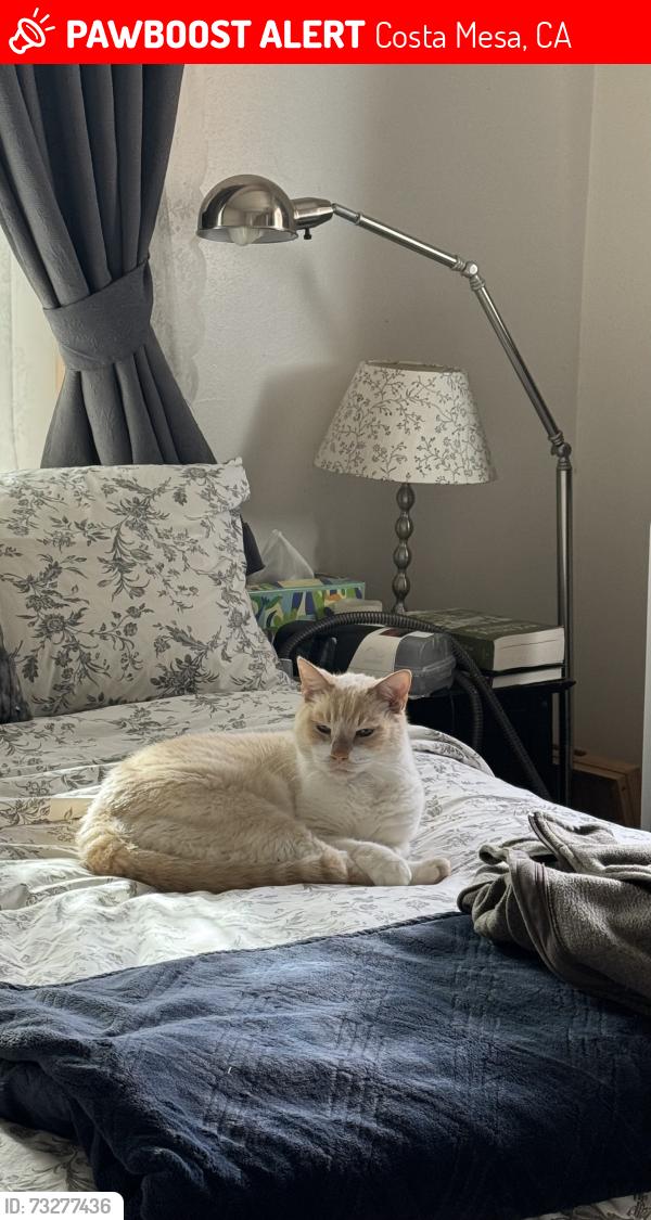 Lost Male Cat last seen University Drive, Costa Mesa, CA 92626