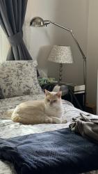 Lost Male Cat last seen University Drive, Costa Mesa, CA 92626