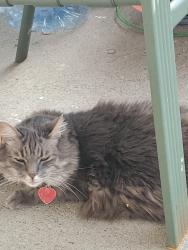Lost Female Cat last seen Salem st & Lafayette Place salem ma, Salem, MA 01970