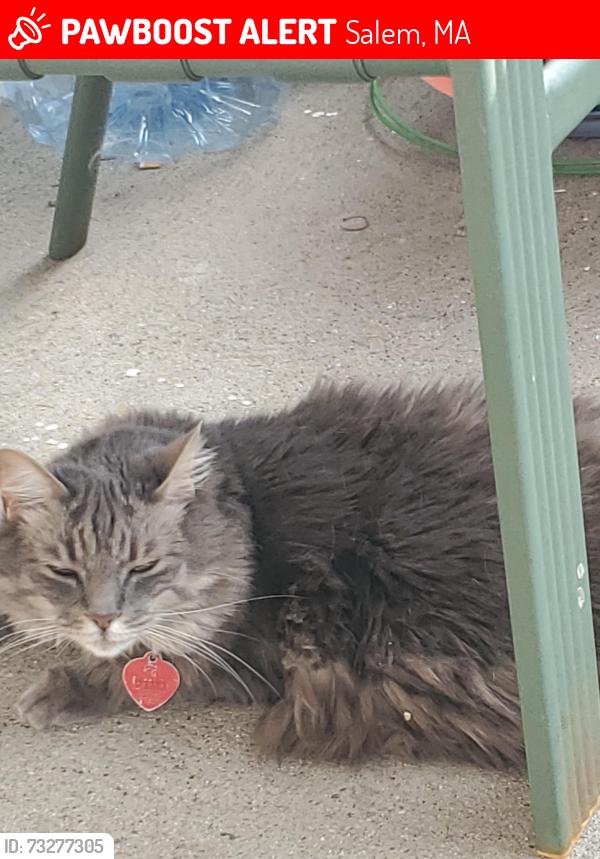 Lost Female Cat last seen Salem st & Lafayette Place salem ma, Salem, MA 01970
