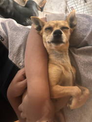 Lost Female Dog last seen pops in Arcadia, Edmond, OK 73034