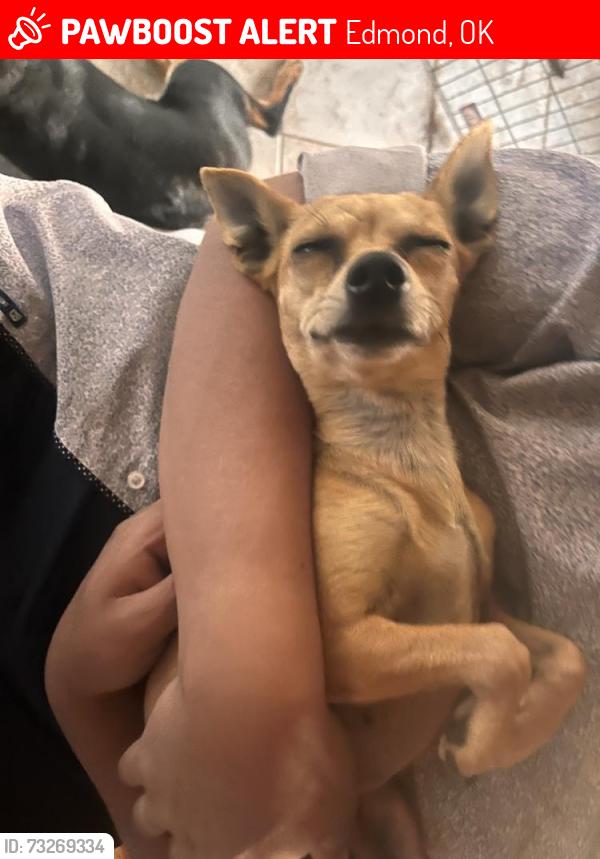 Lost Female Dog last seen pops in Arcadia, Edmond, OK 73034
