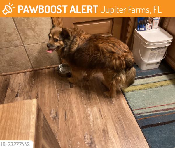 Found/Stray Unknown Dog last seen Randolph siding and Mellen, Jupiter Farms, FL 33478