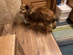 Found/Stray Unknown Dog last seen Randolph siding and Mellen, Jupiter Farms, FL 33478
