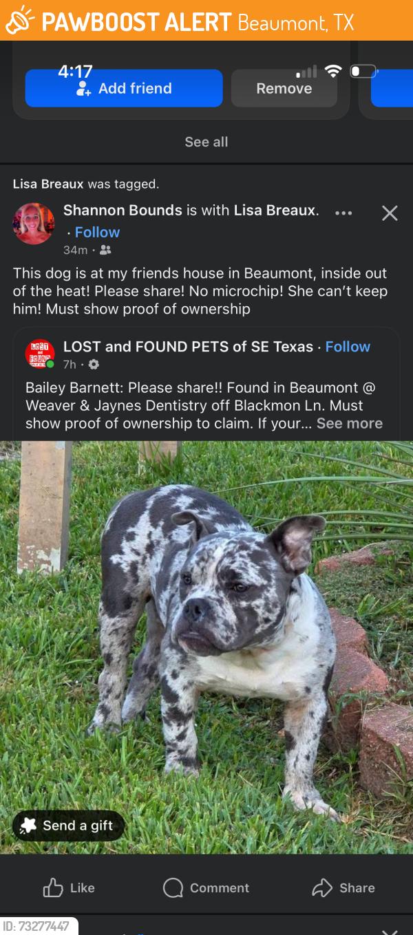 Found/Stray Male Dog last seen French Road, Beaumont, TX 77706