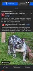 Found/Stray Male Dog last seen French Road, Beaumont, TX 77706