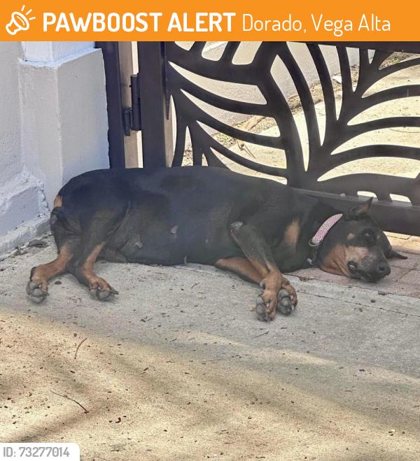 Found/Stray Female Dog last seen Condominio Treasure Point, Dorado, Vega Alta 00692