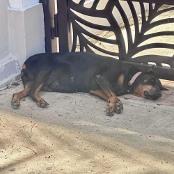 Found/Stray Female Dog last seen Condominio Treasure Point, Dorado, Vega Alta 00692