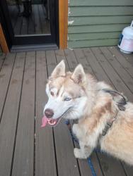 Found/Stray Unknown Dog last seen 84th and Prescott, Portland, OR 97220