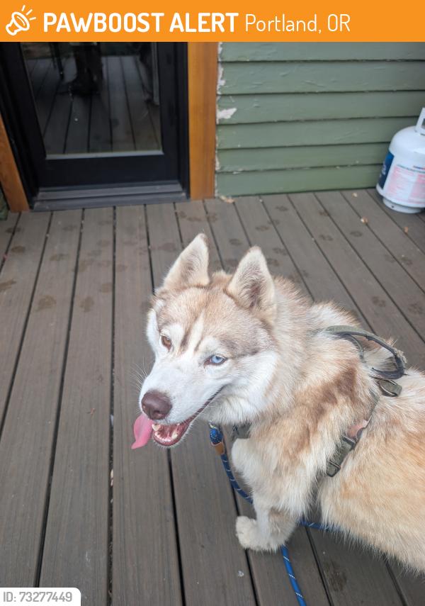 Found/Stray Unknown Dog last seen 84th and Prescott, Portland, OR 97220