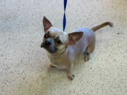 Found/Stray Male Dog last seen Severin Dr, La Mesa, CA 91944