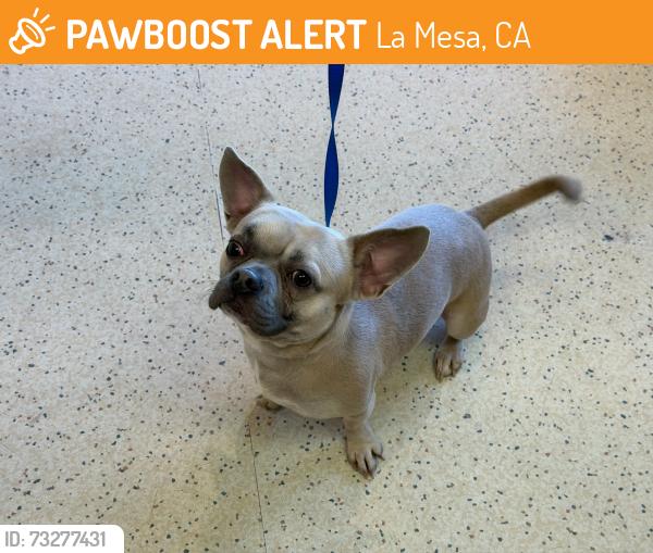 Found/Stray Male Dog last seen Severin Dr, La Mesa, CA 91944