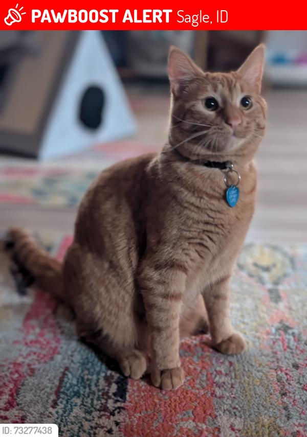 Lost Male Cat last seen Very comfortable with outdoors, last seen near Wagon Bridge and Gun Club Rd., Sagle, ID 83860