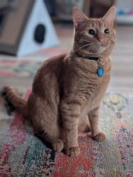 Lost Male Cat last seen Very comfortable with outdoors, last seen near Wagon Bridge and Gun Club Rd., Sagle, ID 83860