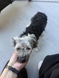 Found/Stray Male Dog last seen Baseline and University, San Bernardino, CA 92411