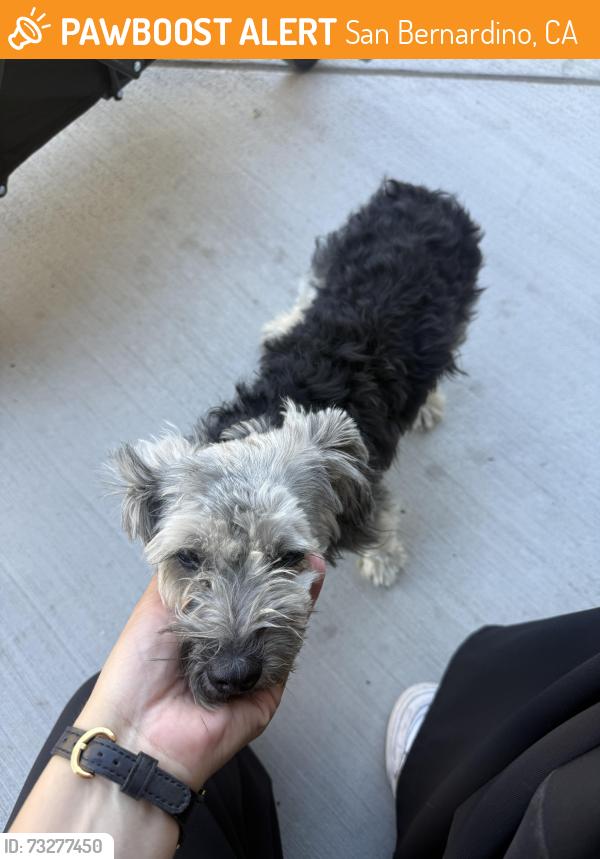 Found/Stray Male Dog last seen Baseline and University, San Bernardino, CA 92411
