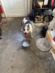 Reunited Male Dog last seen Boynton Ct near intersection of Ehrlich and Lynn Rd, Tampa, FL 33625