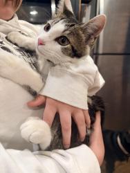 Found/Stray Male Cat last seen Near Fire Department on Bridgetown Road, Cincinnati, OH 45248