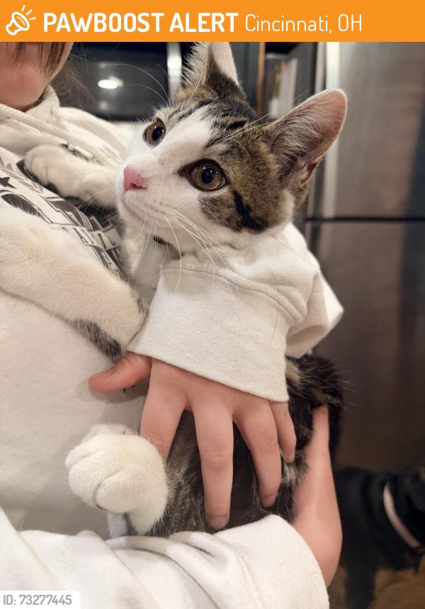 Found/Stray Male Cat last seen Near Fire Department on Bridgetown Road, Cincinnati, OH 45248