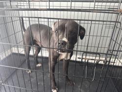 Found/Stray Male Dog last seen Falvel st, Spring, TX 77388