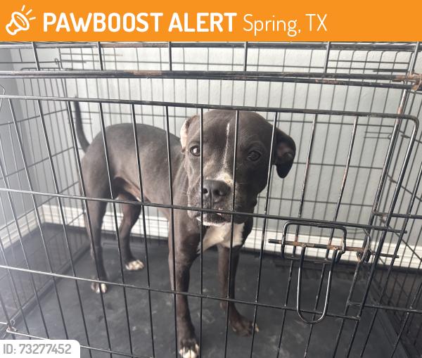 Found/Stray Male Dog last seen Falvel st, Spring, TX 77388